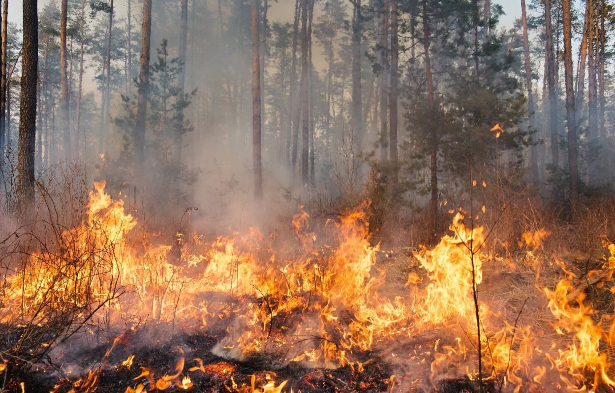 Sommarens skogsbränder krävde att krisledningsnämnden aktiverades i de värst drabbade kommunerna.